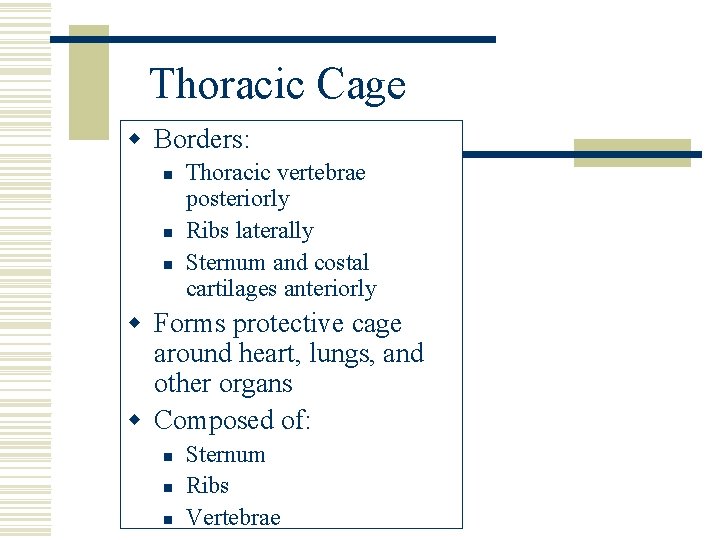 Thoracic Cage w Borders: n n n Thoracic vertebrae posteriorly Ribs laterally Sternum and