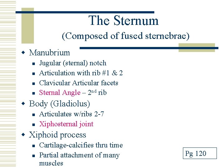 The Sternum (Composed of fused sternebrae) w Manubrium n n Jugular (sternal) notch Articulation