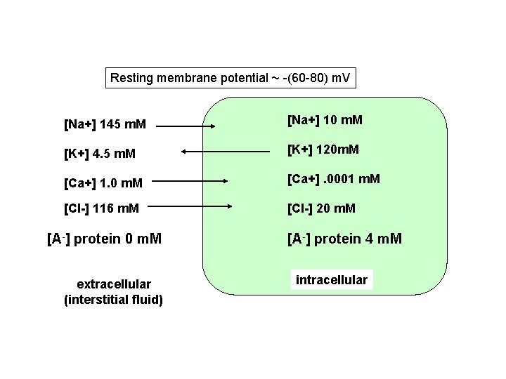 Resting membrane potential ~ -(60 -80) m. V [Na+] 145 m. M [Na+] 10