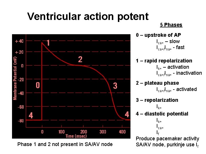 Ventricular action potent 5 Phases 0 – upstroke of AP Ica+ – slow Ica+/Ina+