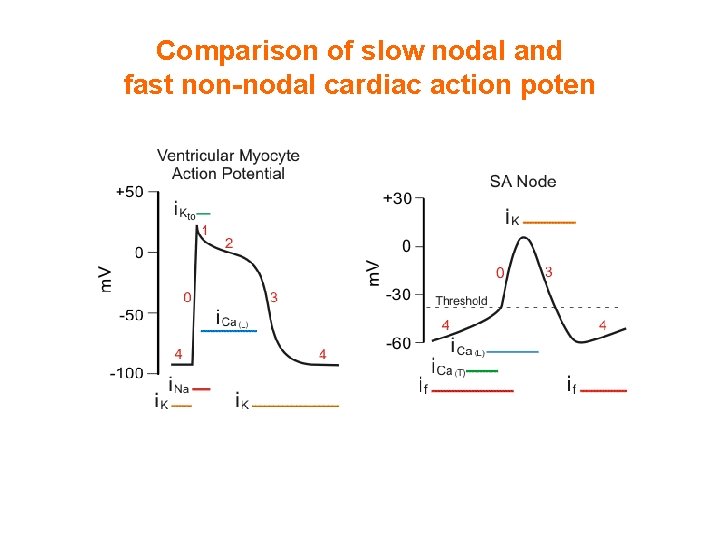 Comparison of slow nodal and fast non-nodal cardiac action poten 