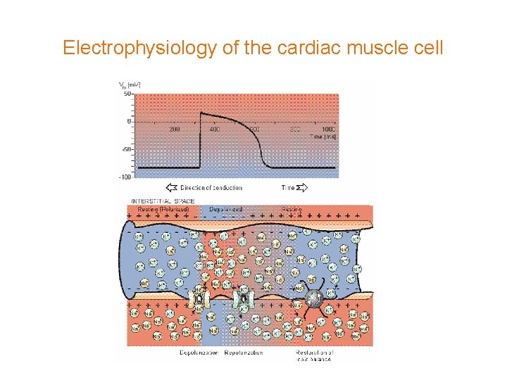 Electrophysiology of the cardiac muscle cell 