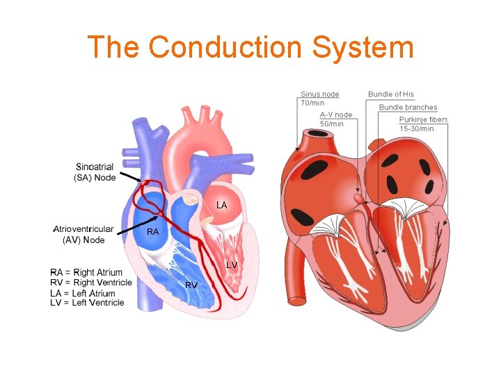The Conduction System 