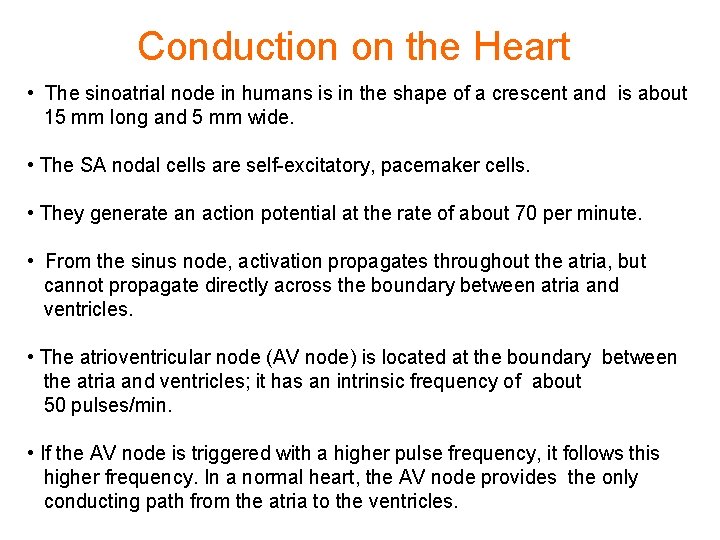 Conduction on the Heart • The sinoatrial node in humans is in the shape