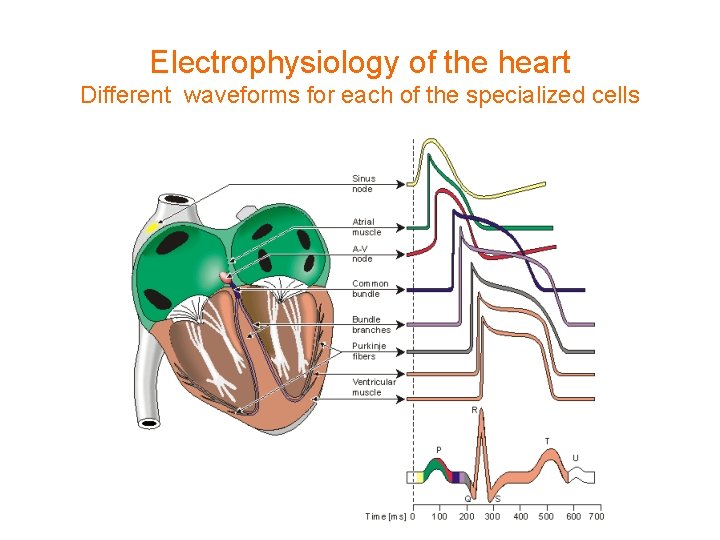 Electrophysiology of the heart Different waveforms for each of the specialized cells 
