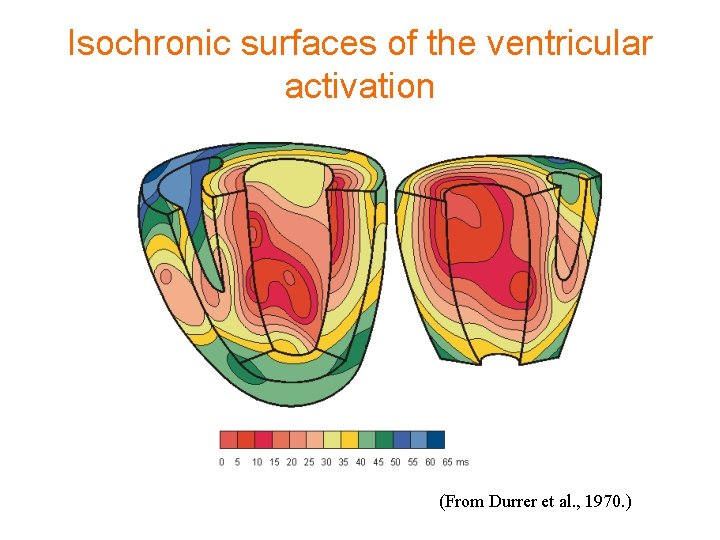 Isochronic surfaces of the ventricular activation (From Durrer et al. , 1970. ) 