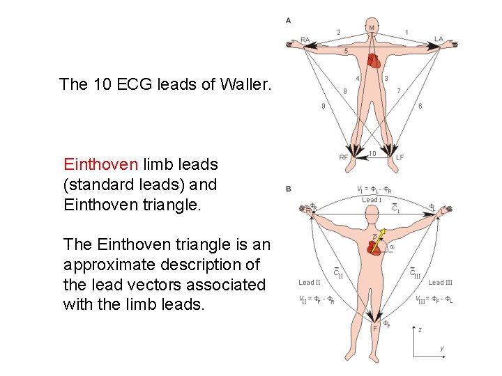 The 10 ECG leads of Waller. Einthoven limb leads (standard leads) and Einthoven triangle.