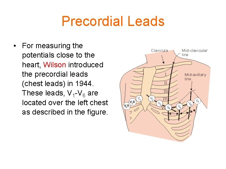 Precordial Leads • For measuring the potentials close to the heart, Wilson introduced the