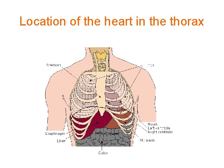 Location of the heart in the thorax 
