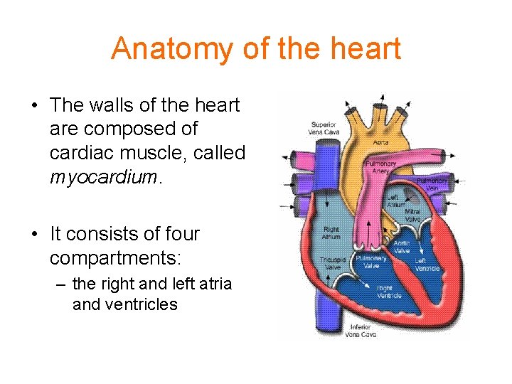Anatomy of the heart • The walls of the heart are composed of cardiac