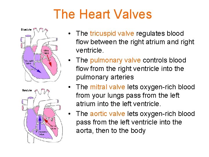 The Heart Valves • The tricuspid valve regulates blood flow between the right atrium