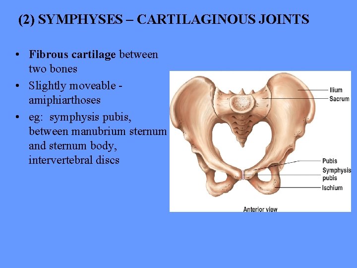 (2) SYMPHYSES – CARTILAGINOUS JOINTS • Fibrous cartilage between two bones • Slightly moveable