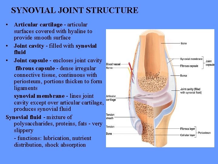 SYNOVIAL JOINT STRUCTURE • Articular cartilage - articular surfaces covered with hyaline to provide