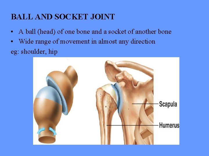 BALL AND SOCKET JOINT • A ball (head) of one bone and a socket