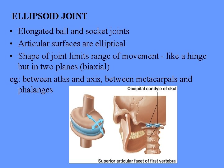 ELLIPSOID JOINT • Elongated ball and socket joints • Articular surfaces are elliptical •