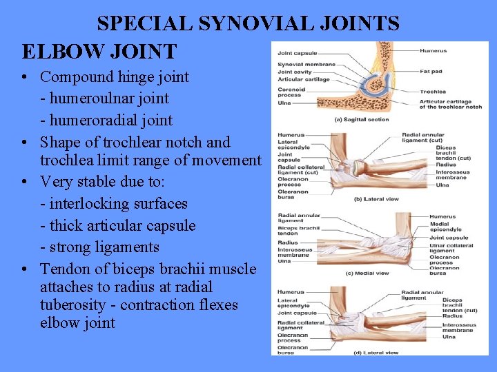 SPECIAL SYNOVIAL JOINTS ELBOW JOINT • Compound hinge joint - humeroulnar joint - humeroradial