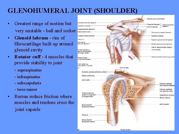 GLENOHUMERAL JOINT (SHOULDER) • Greatest range of motion but very unstable - ball and