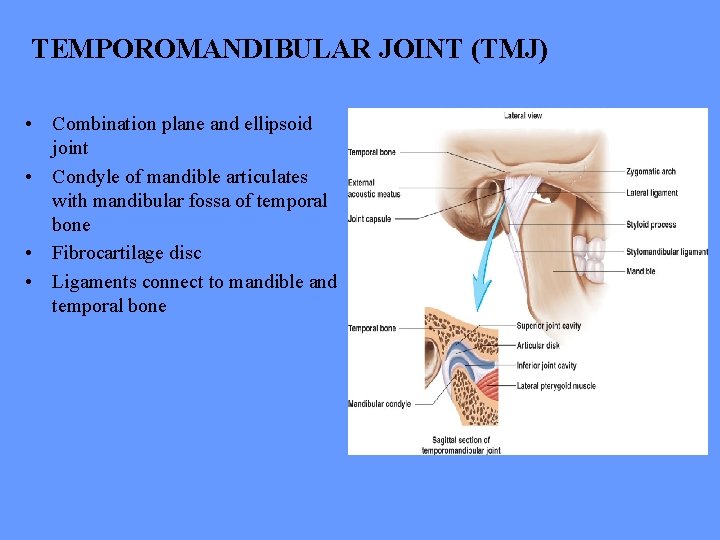 TEMPOROMANDIBULAR JOINT (TMJ) • Combination plane and ellipsoid joint • Condyle of mandible articulates