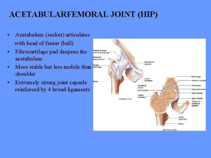 ACETABULARFEMORAL JOINT (HIP) • Acetabulum (socket) articulates with head of femur (ball) • Fibrocartilage