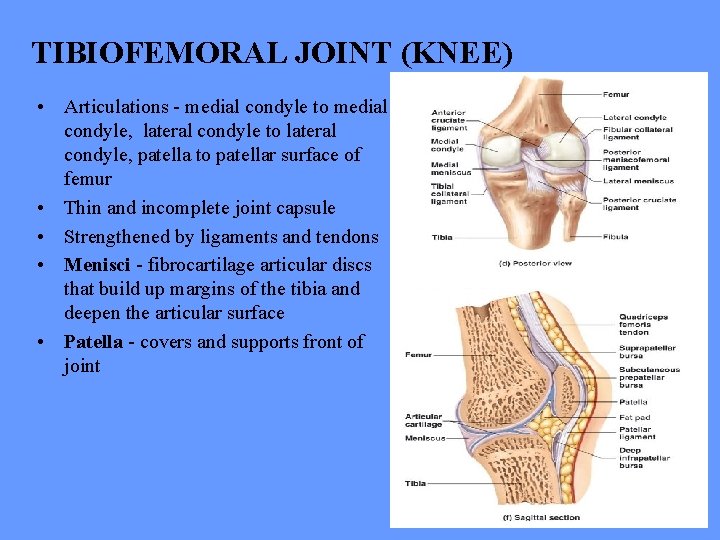 TIBIOFEMORAL JOINT (KNEE) • Articulations - medial condyle to medial condyle, lateral condyle to