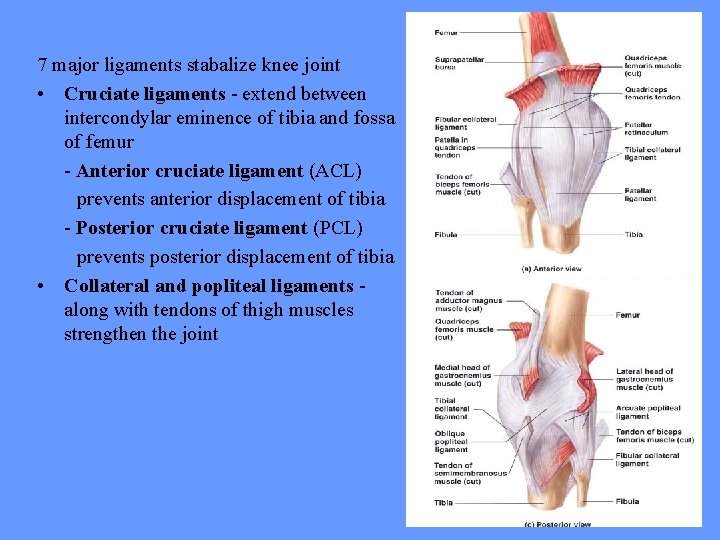 7 major ligaments stabalize knee joint • Cruciate ligaments - extend between intercondylar eminence