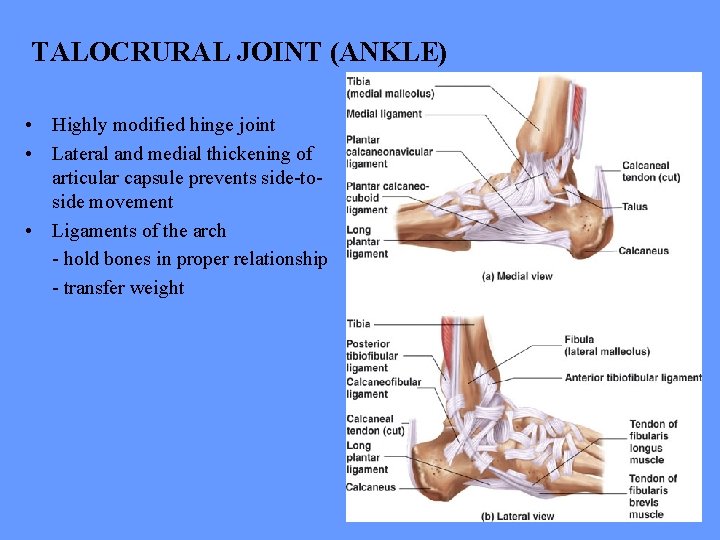 TALOCRURAL JOINT (ANKLE) • Highly modified hinge joint • Lateral and medial thickening of