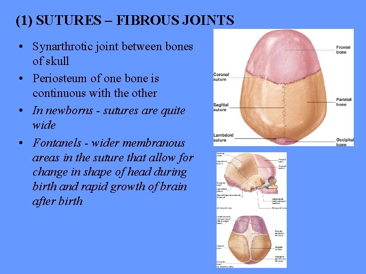 (1) SUTURES – FIBROUS JOINTS • Synarthrotic joint between bones of skull • Periosteum