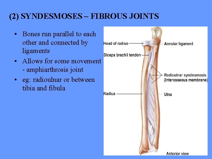 (2) SYNDESMOSES – FIBROUS JOINTS • Bones run parallel to each other and connected