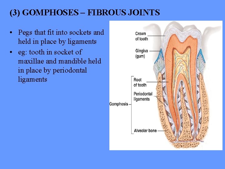 (3) GOMPHOSES – FIBROUS JOINTS • Pegs that fit into sockets and held in
