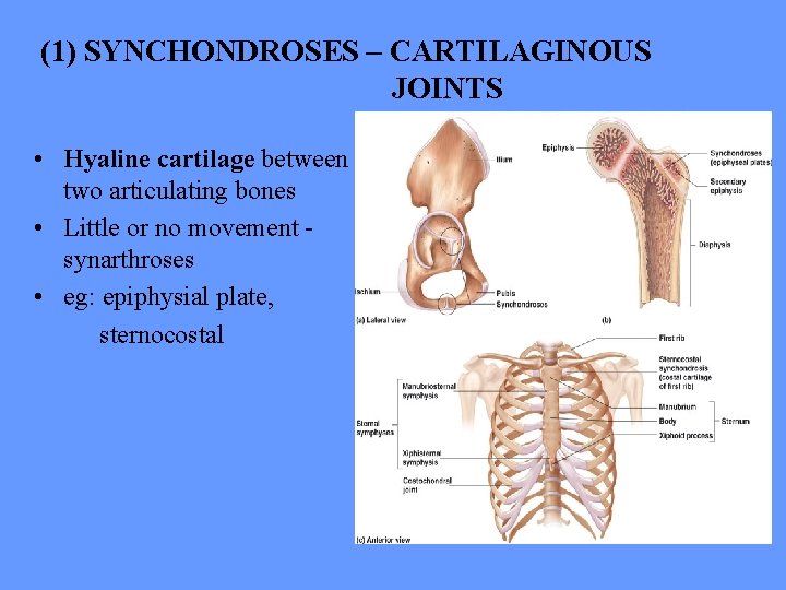 (1) SYNCHONDROSES – CARTILAGINOUS JOINTS • Hyaline cartilage between two articulating bones • Little