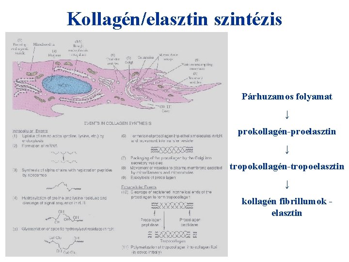 Kollagén/elasztin szintézis Párhuzamos folyamat ↓ prokollagén-proelasztin ↓ tropokollagén-tropoelasztin ↓ kollagén fibrillumok elasztin 