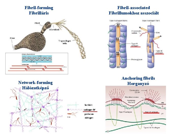 Fibril-forming Fibrilláris Network-forming Hálózatképző Fibril-associated Fibrillumokhoz asszociált Anchoring fibrils Horganyzó 