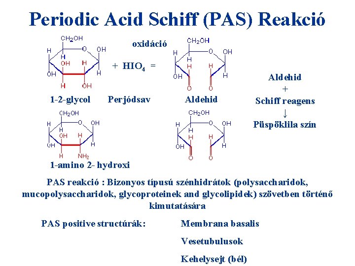 Periodic Acid Schiff (PAS) Reakció oxidáció + HIO 4 = 1 -2 -glycol Perjódsav