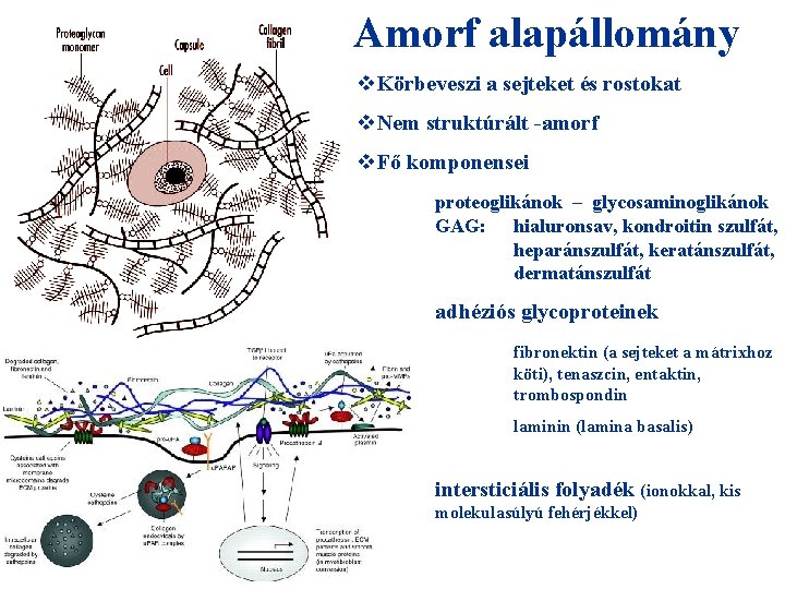 Amorf alapállomány v. Körbeveszi a sejteket és rostokat v. Nem struktúrált -amorf v. Fő