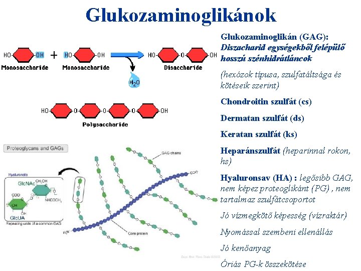 Glukozaminoglikánok Glukozaminoglikán (GAG): Diszacharid egységekből felépülő hosszú szénhidrátláncok (hexózok típusa, szulfatáltsága és kötéseik szerint)
