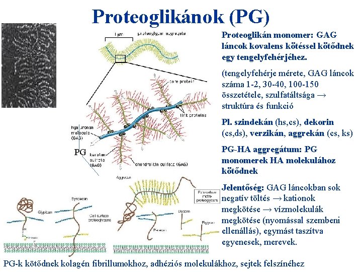 Proteoglikánok (PG) Proteoglikán monomer: GAG láncok kovalens kötéssel kötődnek egy tengelyfehérjéhez. (tengelyfehérje mérete, GAG