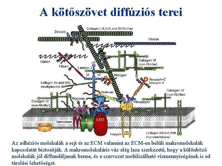 A kötőszövet diffúziós terei Az adhéziós molekulák a sejt és az ECM valamint az