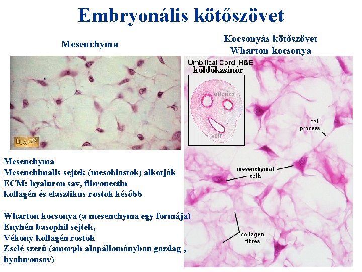 Embryonális kötőszövet Mesenchyma Kocsonyás kötőszövet Wharton kocsonya köldökzsinór + HIO 4 = Mesenchyma Mesenchimalis