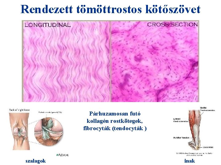 Rendezett tömöttrostos kötőszövet + HIO 4 = Párhuzamosan futó kollagén rostkötegek, fibrocyták (tendocyták )