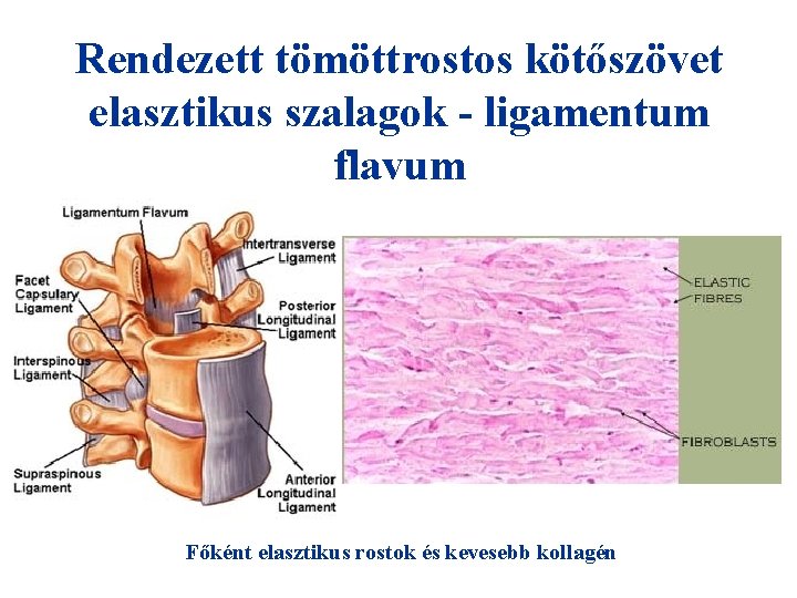 Rendezett tömöttrostos kötőszövet elasztikus szalagok - ligamentum flavum Főként elasztikus rostok és kevesebb kollagén