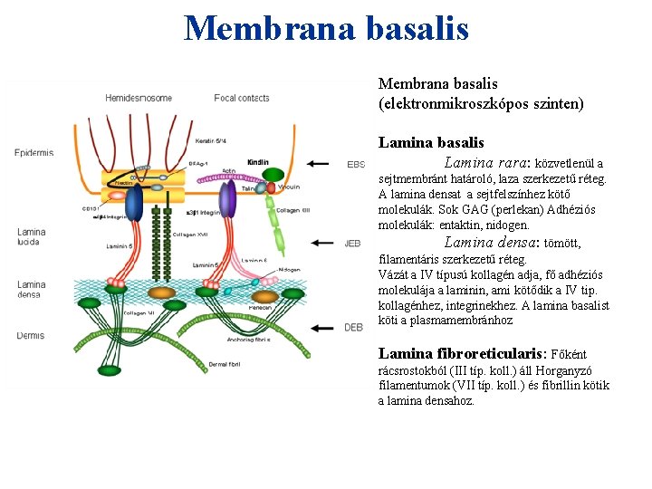 Membrana basalis (elektronmikroszkópos szinten) Lamina basalis Lamina rara: közvetlenül a sejtmembránt határoló, laza szerkezetű