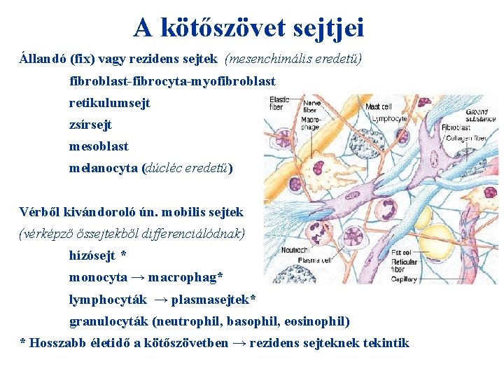 A kötőszövet sejtjei Állandó (fix) vagy rezidens sejtek (mesenchimális eredetű) fibroblast-fibrocyta-myofibroblast retikulumsejt zsírsejt mesoblast