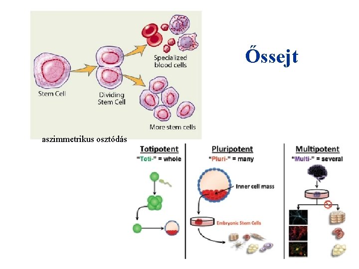 Őssejt aszimmetrikus osztódás 
