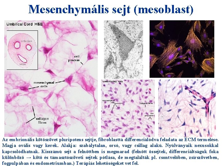 Mesenchymális sejt (mesoblast) Az embrionális kötőszövet pluripotens sejtje, fibroblasttá differenciálódva feladata az ECM termelése.