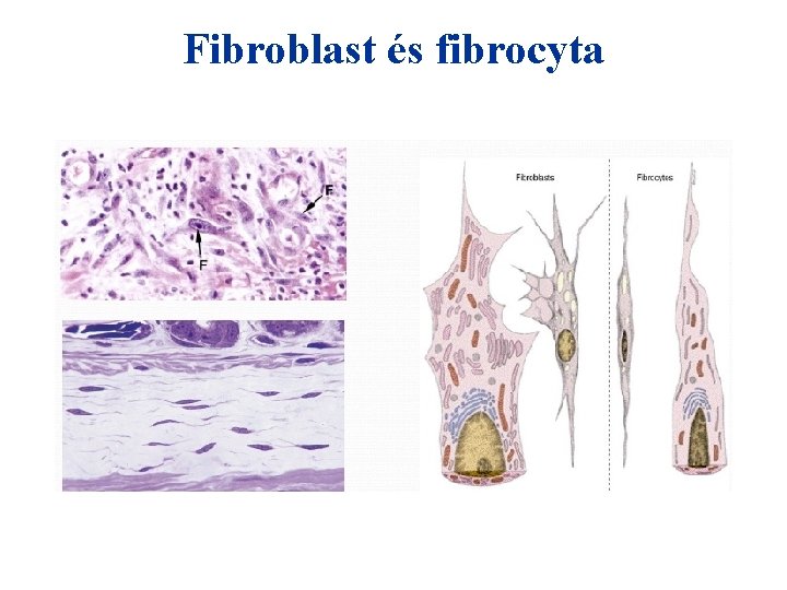 Fibroblast és fibrocyta 