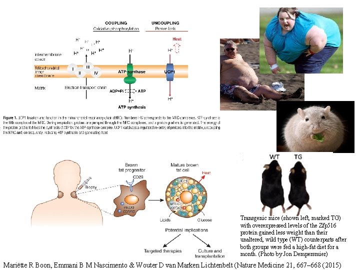 Transgenic mice (shown left, marked TG) with overexpressed levels of the Zfp 516 protein