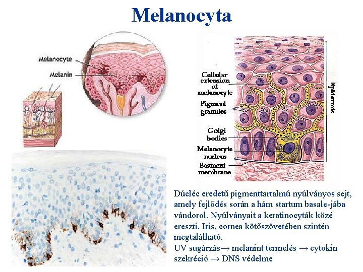 Melanocyta Dúcléc eredetű pigmenttartalmú nyúlványos sejt, amely fejlődés során a hám startum basale-jába vándorol.
