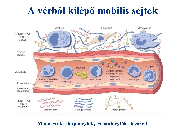A vérből kilépő mobilis sejtek Monocyták, limphocyták, granulocyták, hízósejt A vérből kilépő mobilis sejtek Monocyták, limphocyták, granulocyták, hízósejt