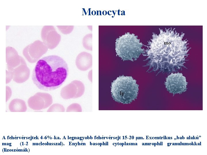 Monocyta mo ly A fehérvérsejtek 4 -6%-ka. A legnagyobb fehérvérsejt 15 -20 μm. Excentrikus