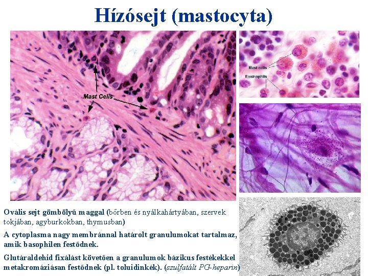 Hízósejt (mastocyta) + HIO 4 = Ovális sejt gömbölyű maggal (bőrben és nyálkahártyában, szervek